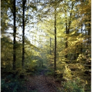 Forêt de Montmorency ©Jean-Yves Lacôte-ONF
